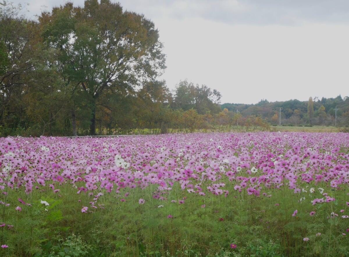 まきばの館(岡山県農林水産総合センター畜産研究所)の写真5