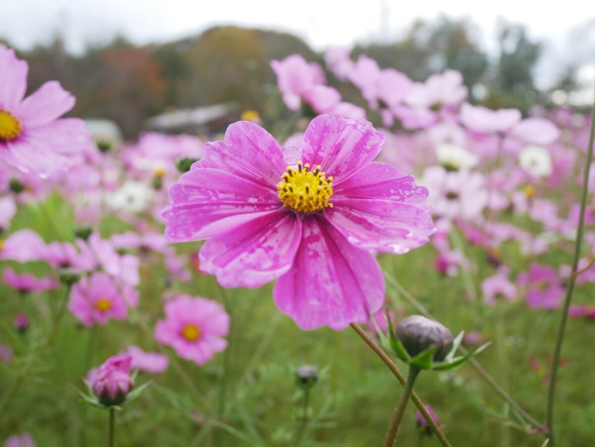 まきばの館(岡山県農林水産総合センター畜産研究所)の写真6