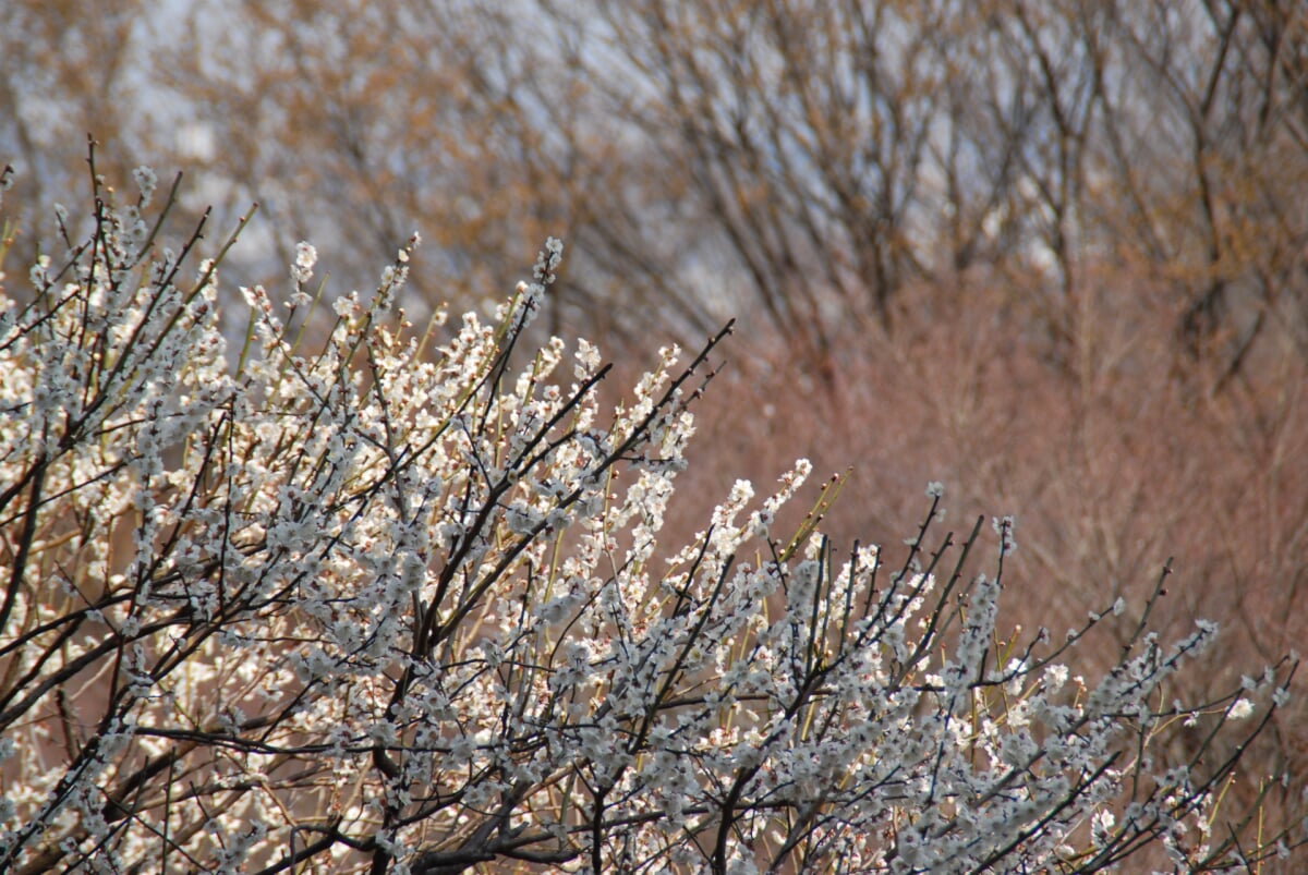 京王百草園の写真2