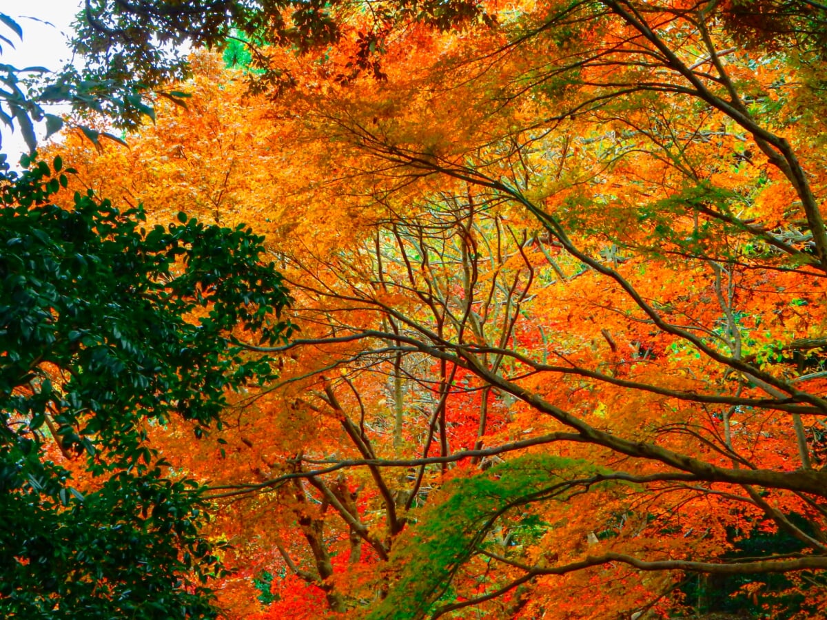 京王百草園の写真9