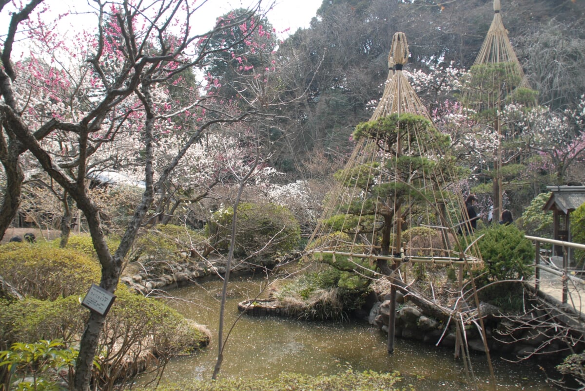 京王百草園の写真1