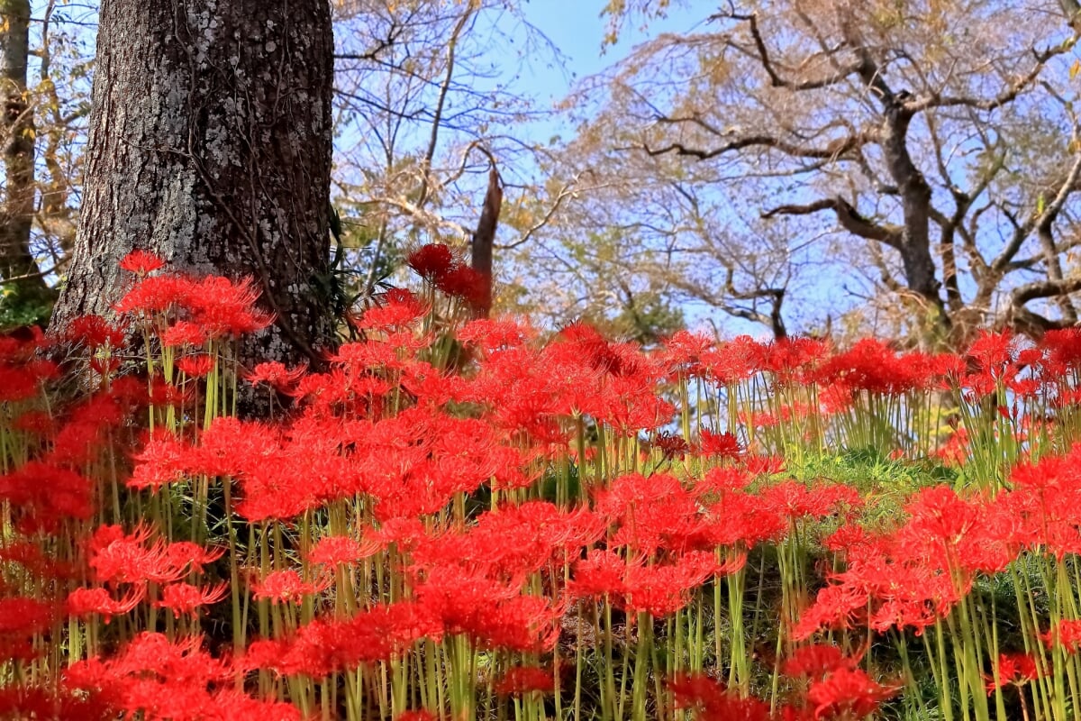 羽黒山公園の写真4