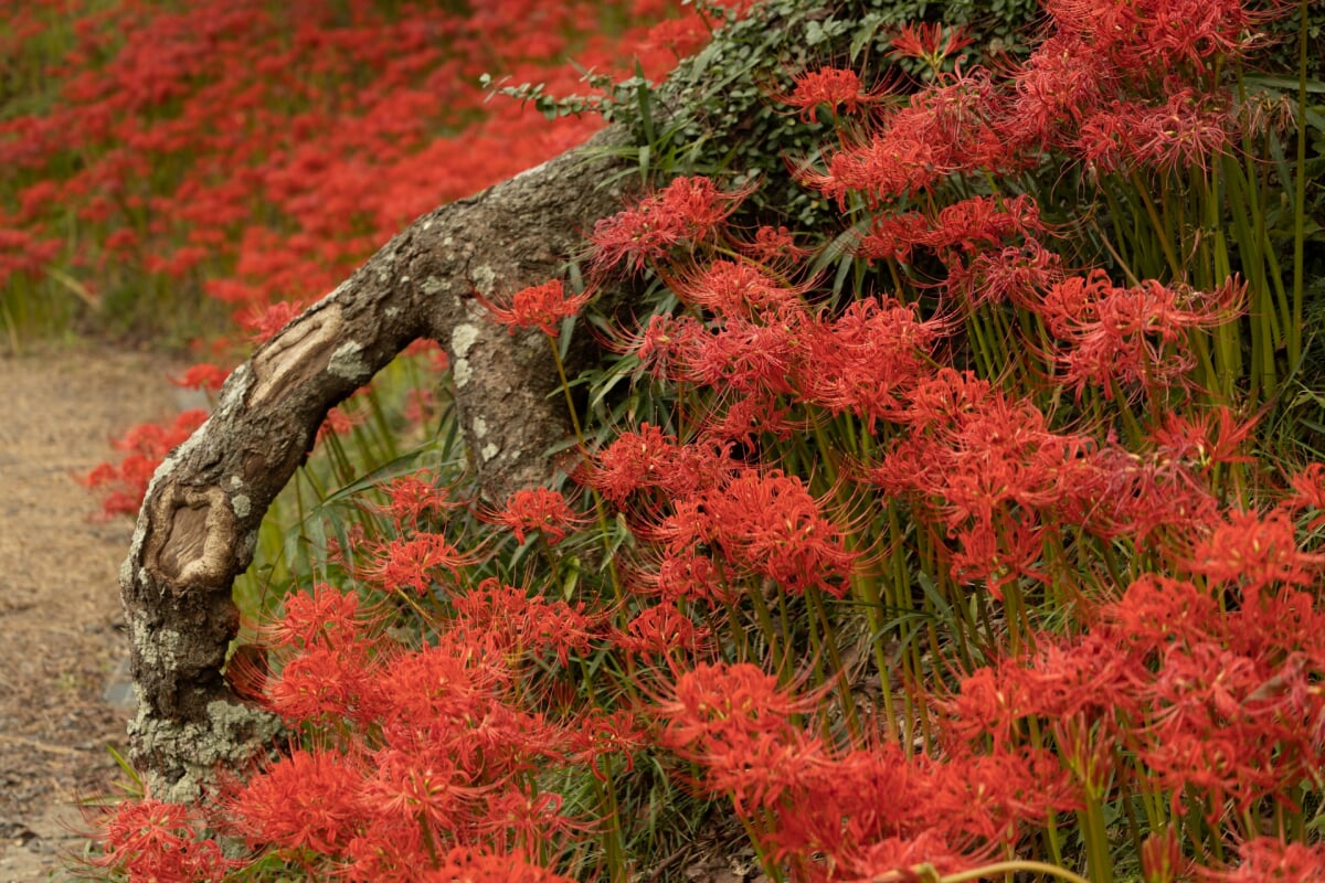 羽黒山公園の写真5