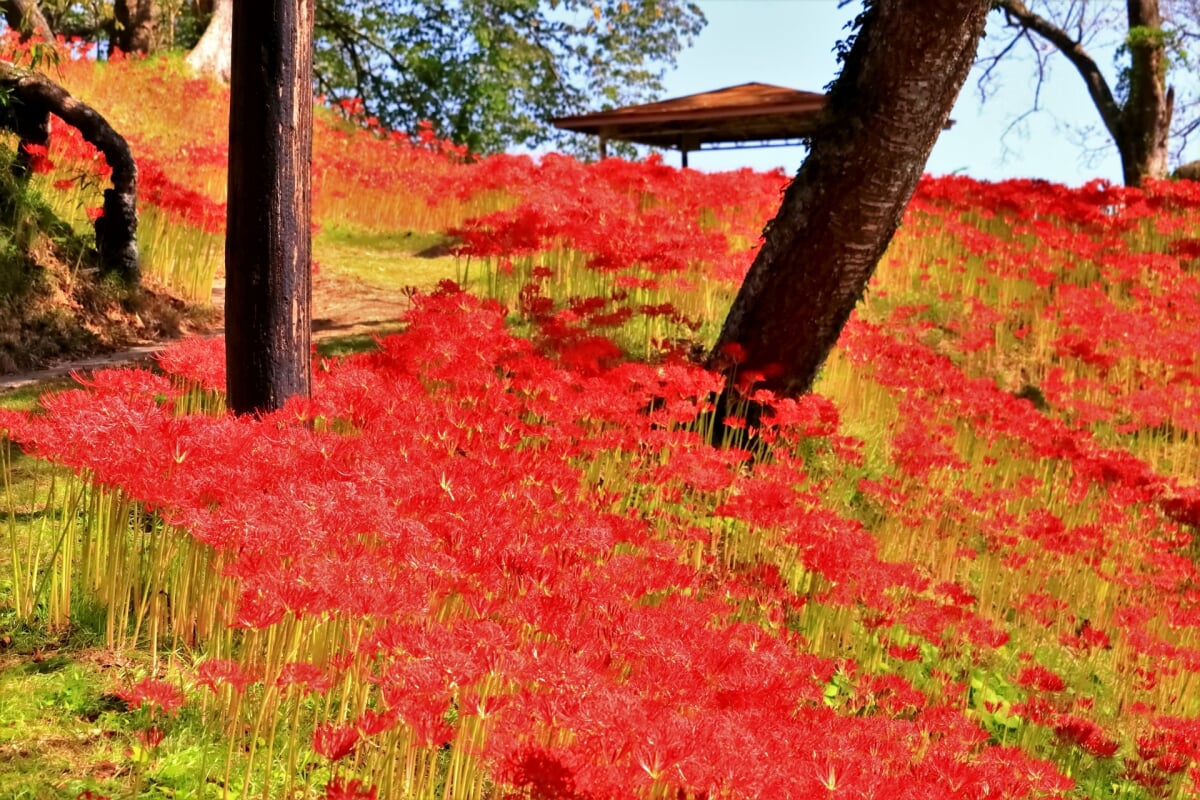 羽黒山公園の写真1