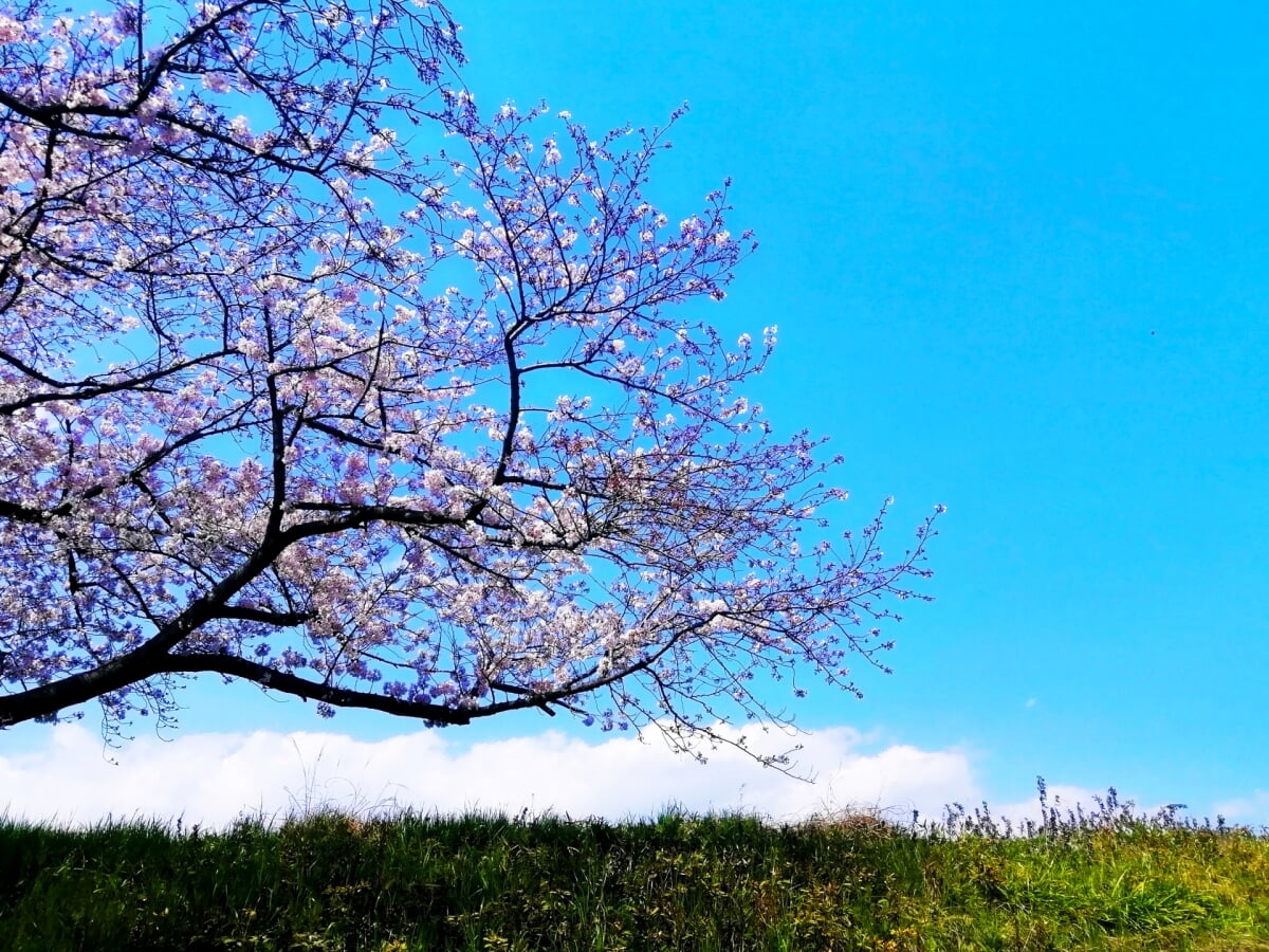 海蔵川堤の写真2