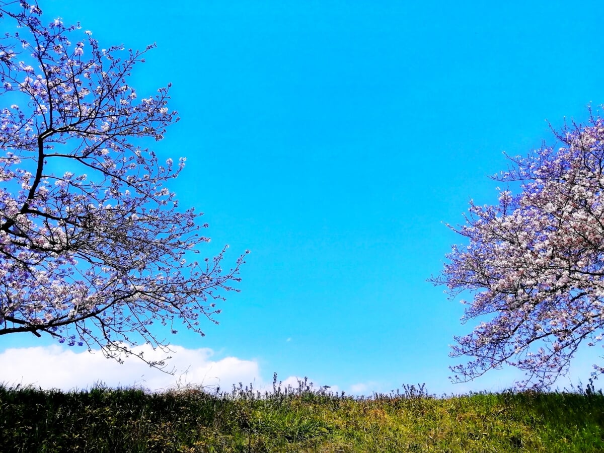 海蔵川堤の写真3