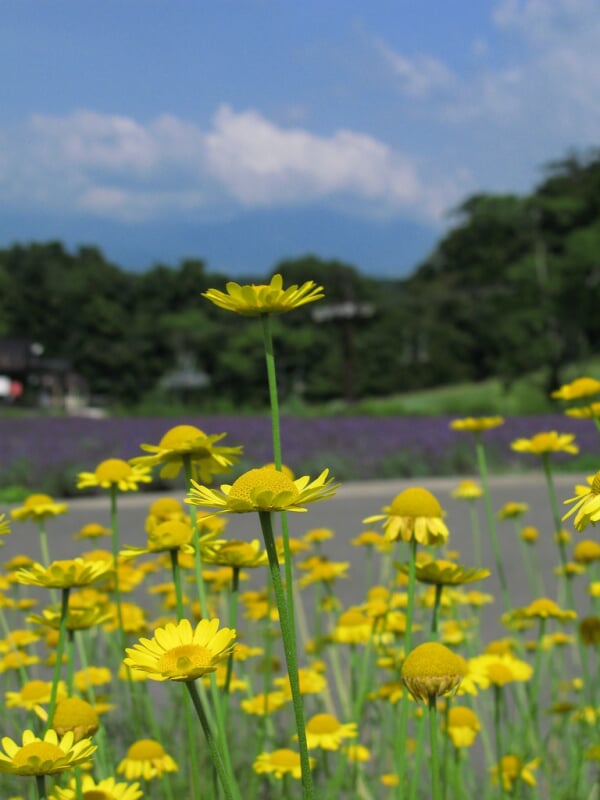 玉原高原の写真1