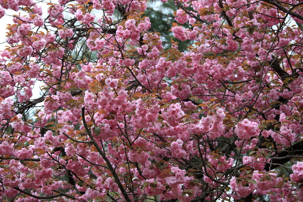 榊山稲荷神社の写真2