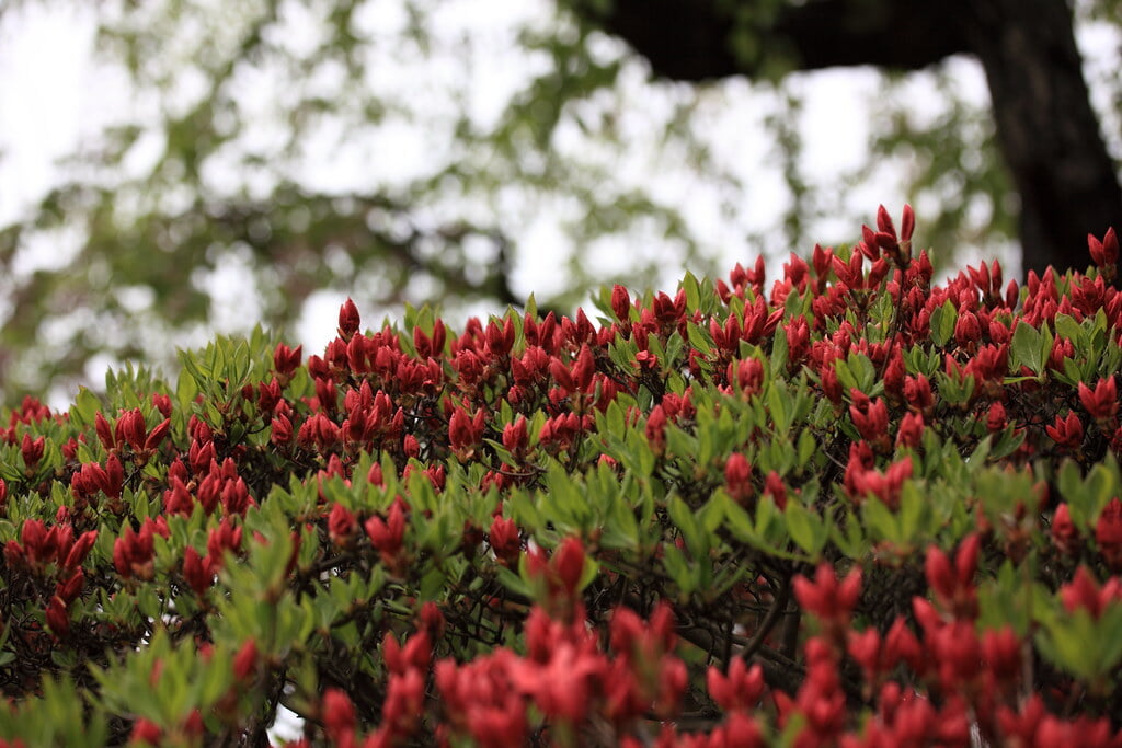 榊山稲荷神社の写真6