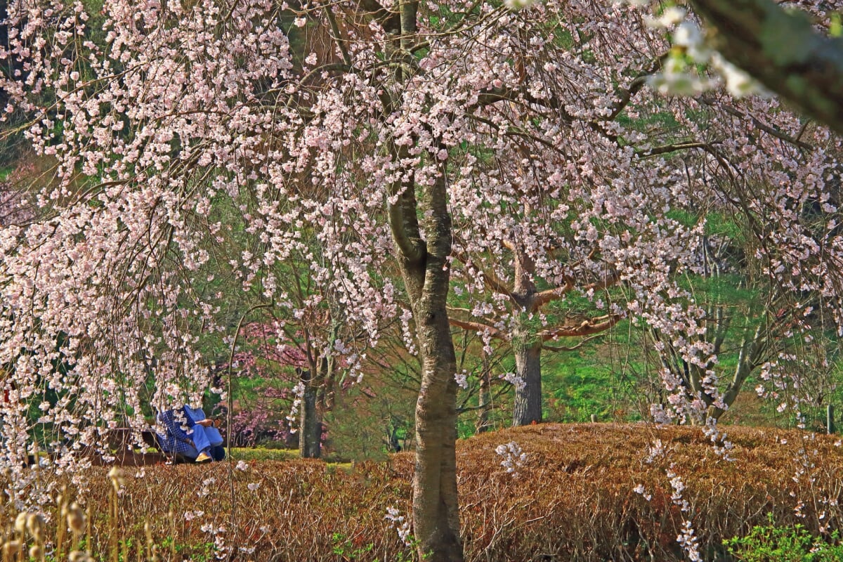浄楽園の写真18