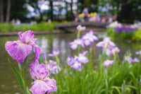 伊佐須美神社・あやめ苑
