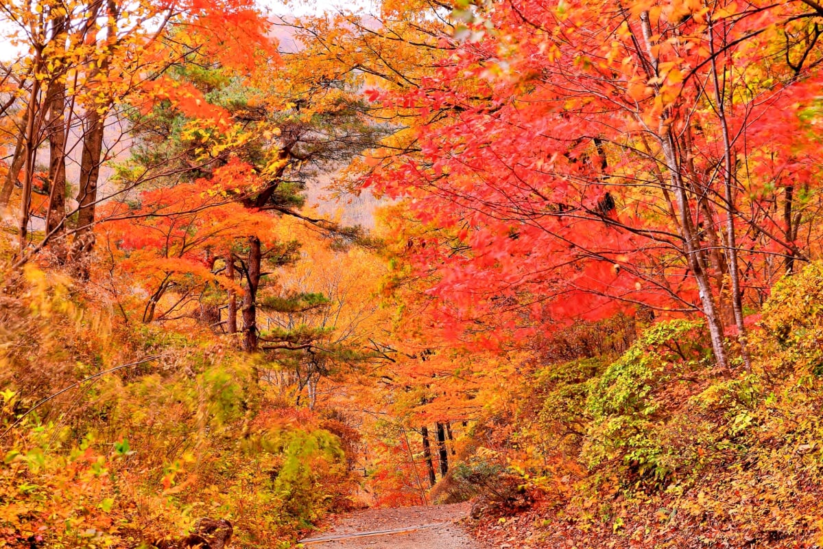 仙台市秋保大滝植物園の写真3