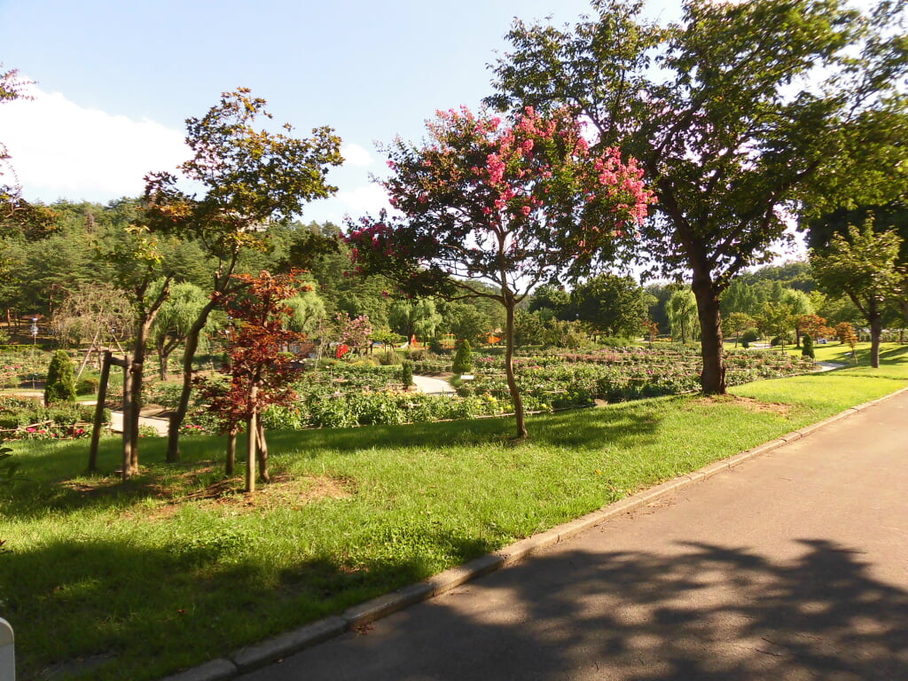 川西ダリヤ園の写真2