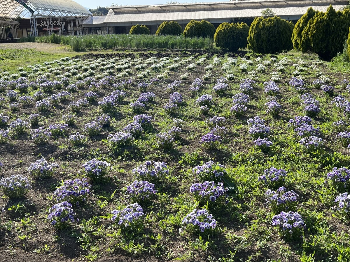 白河フラワーワールドの写真3