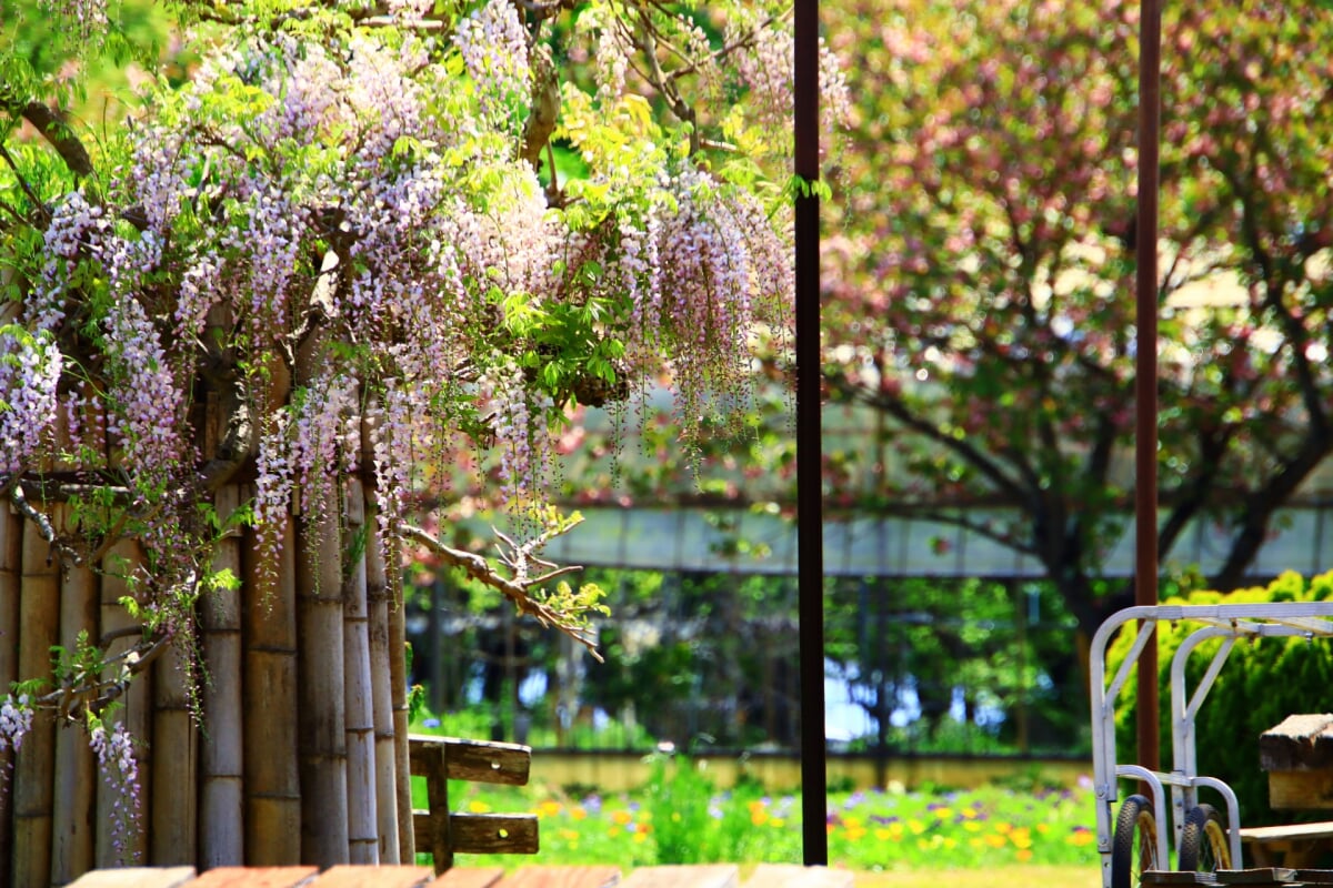 白河フラワーワールドの写真4