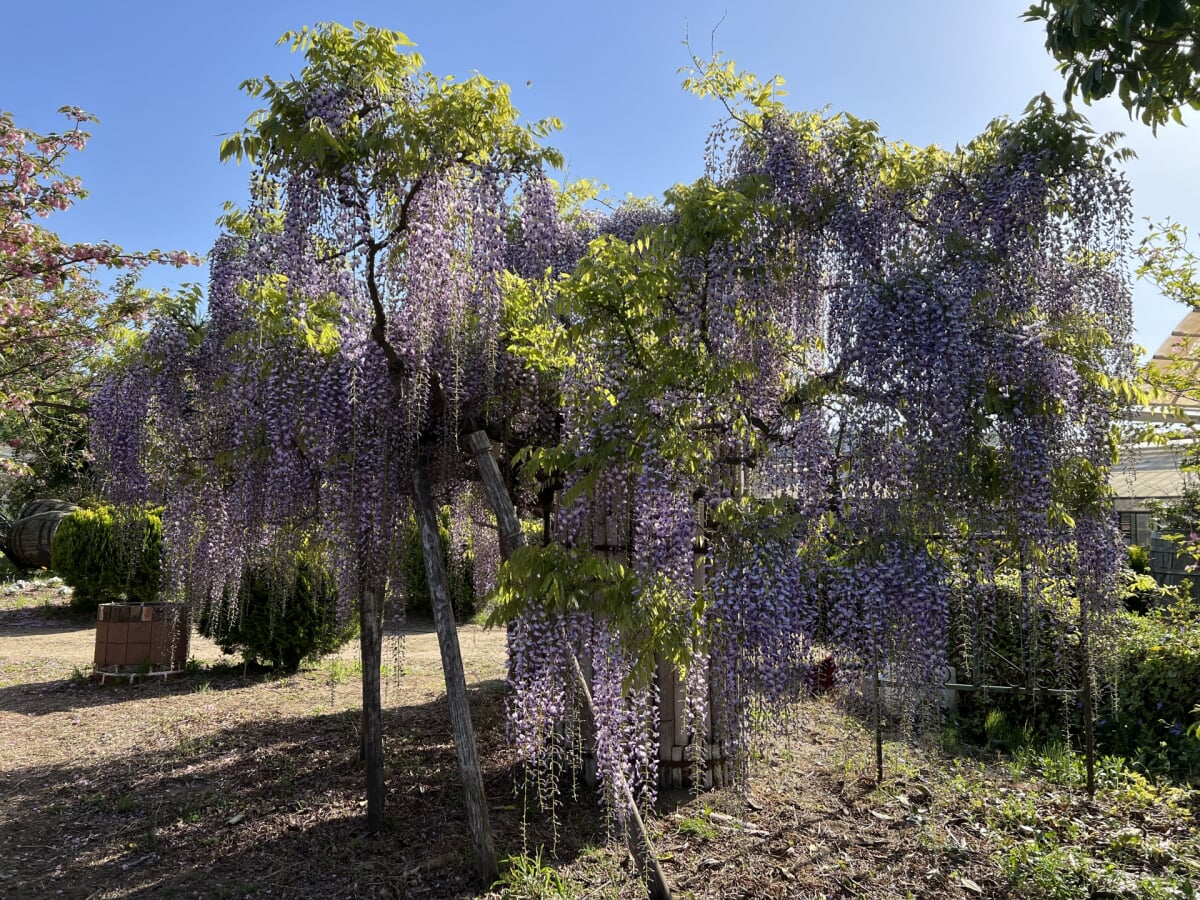 白河フラワーワールドの写真5