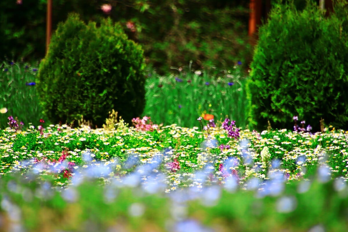 白河フラワーワールドの写真6