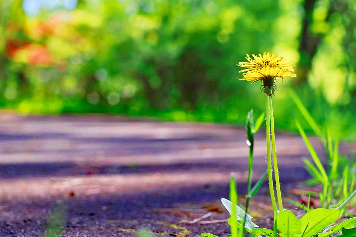 白河フラワーワールドの写真8