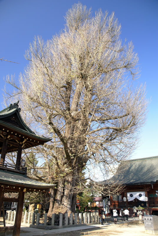 飛騨国分寺の写真2