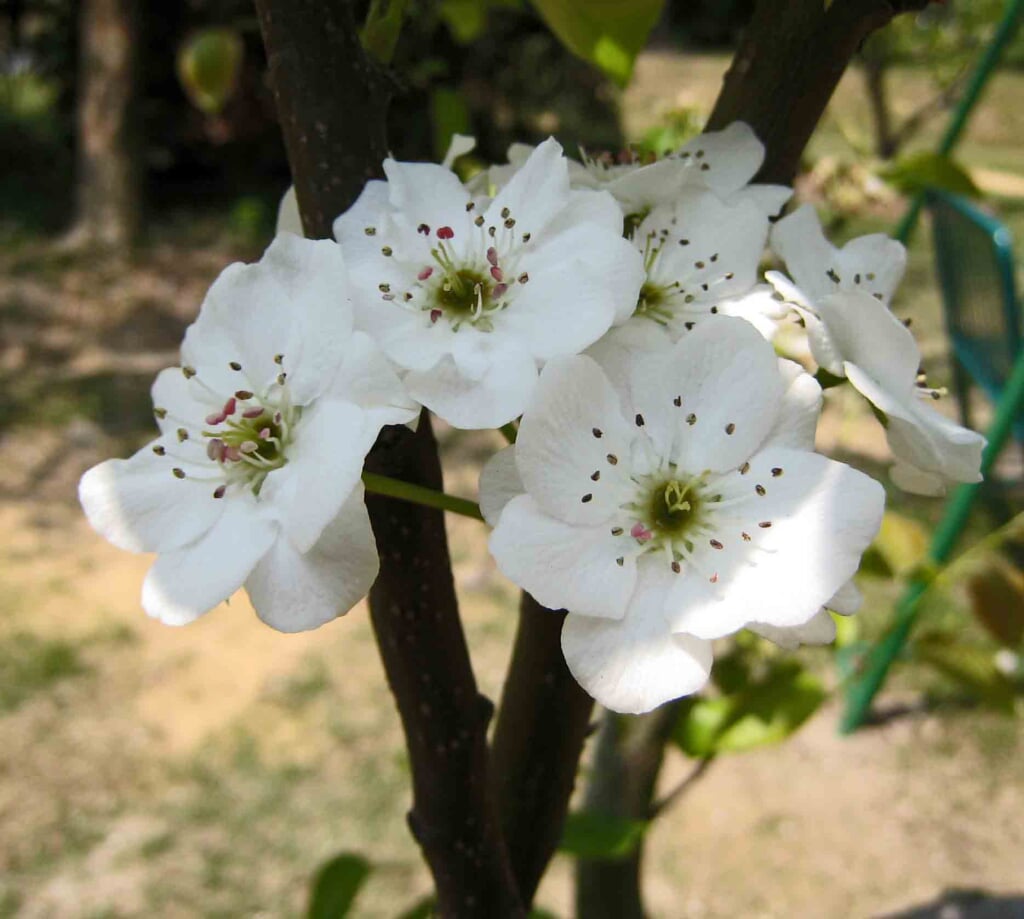 水生植物園の写真2