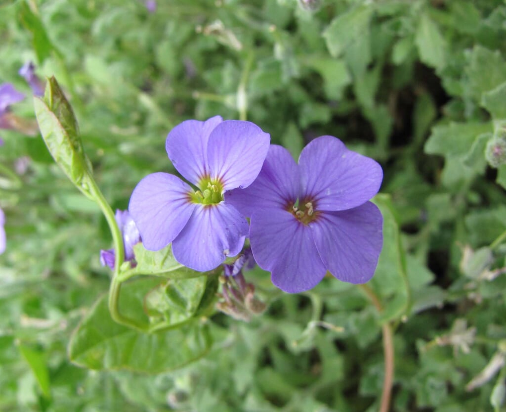水生植物園の写真3