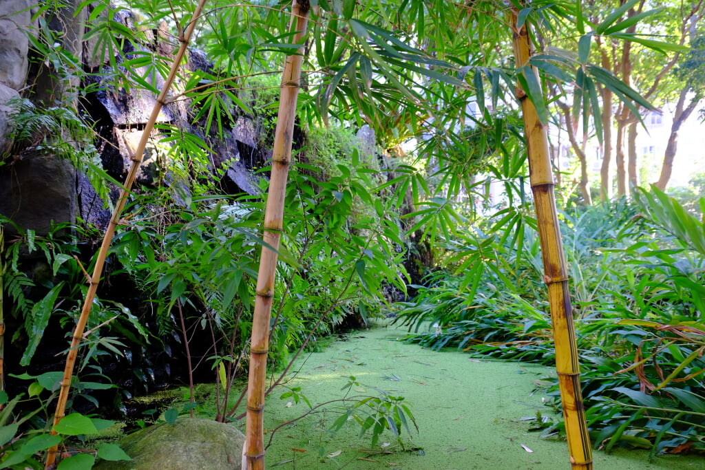 水生植物園の写真4