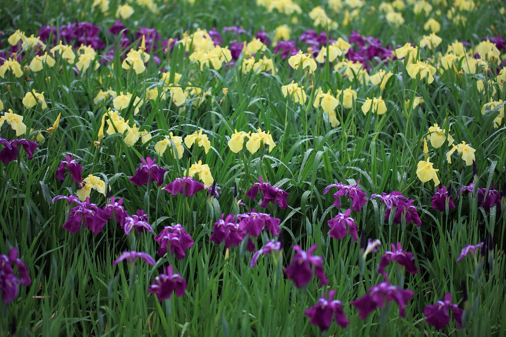 水生植物園の写真10