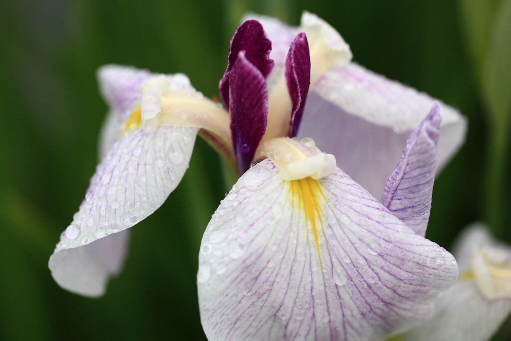 水生植物園の写真11