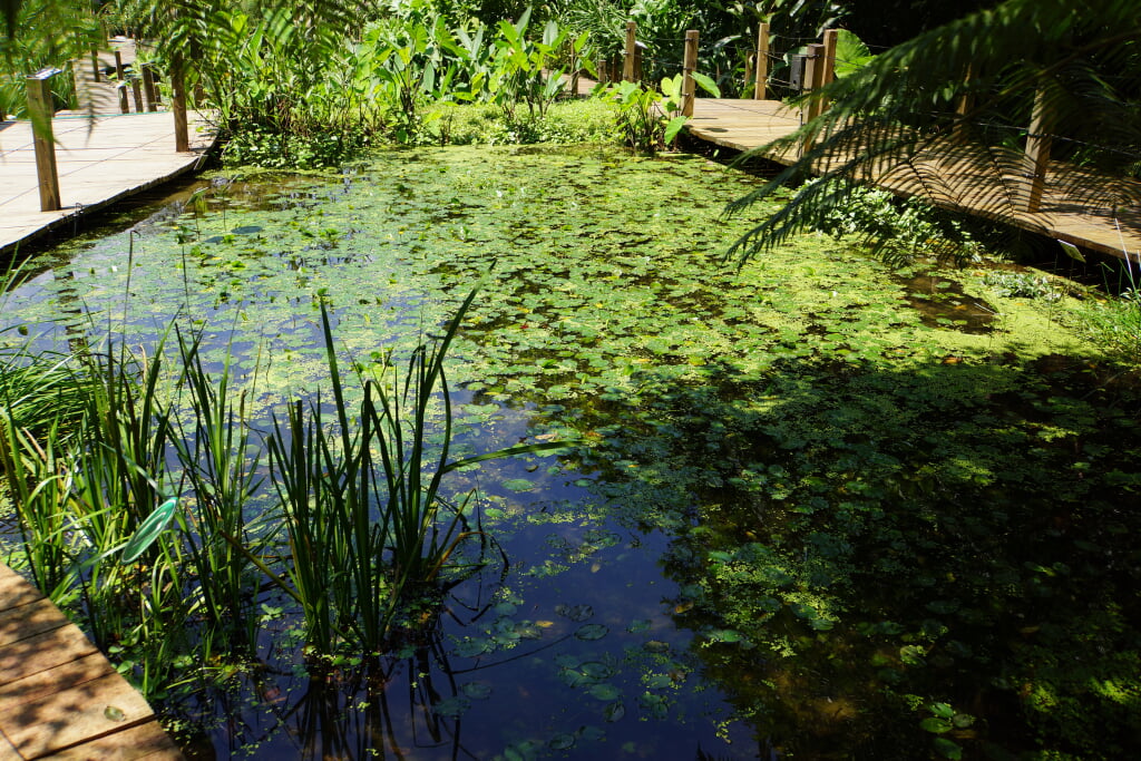水生植物園の写真12