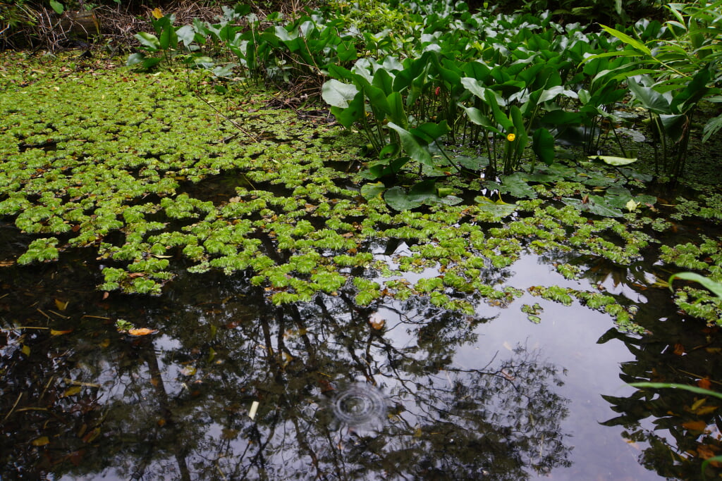 水生植物園の写真14