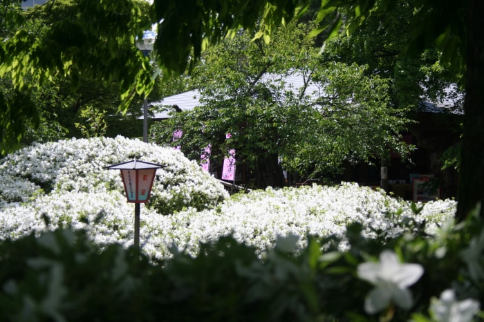 松ヶ池公園（白つつじ公園）の写真4
