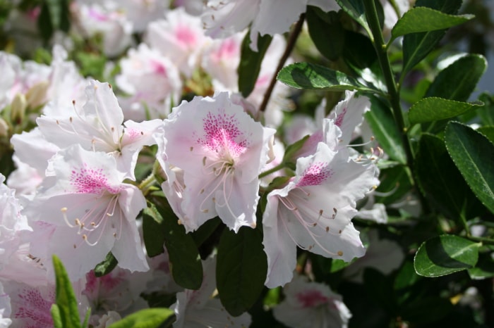 松ヶ池公園（白つつじ公園）の写真5