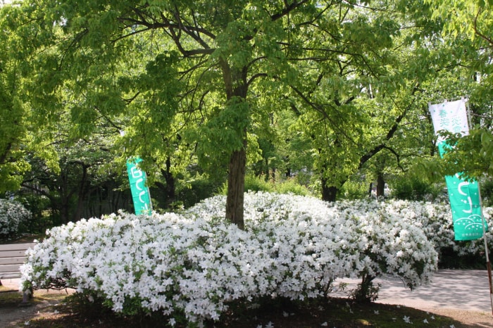 松ヶ池公園（白つつじ公園）の写真6