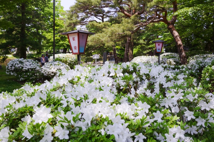 松ヶ池公園（白つつじ公園）の写真7