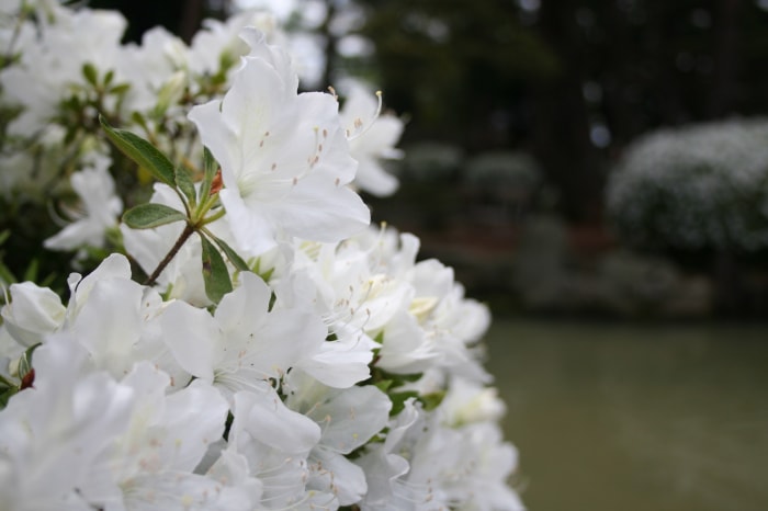 松ヶ池公園（白つつじ公園）の写真9