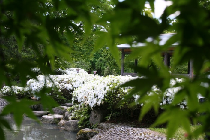 松ヶ池公園（白つつじ公園）の写真10