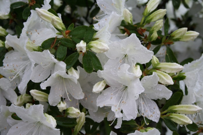 松ヶ池公園（白つつじ公園）の写真11