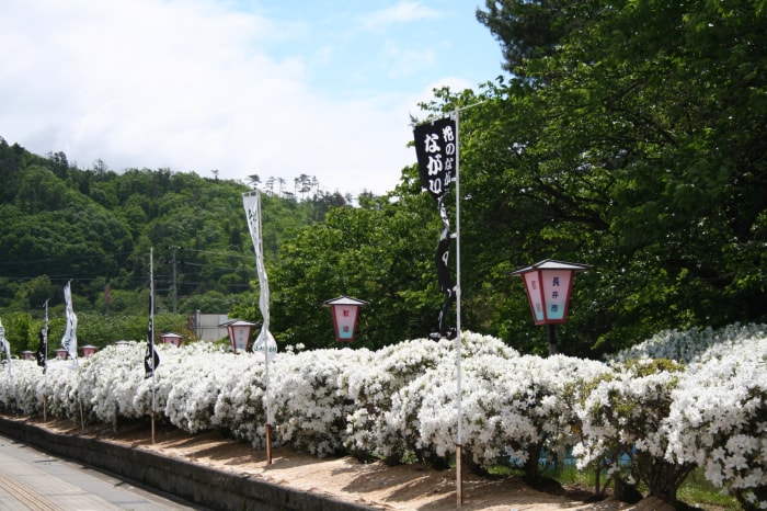 松ヶ池公園（白つつじ公園）の写真12