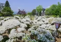 松ヶ池公園（白つつじ公園）