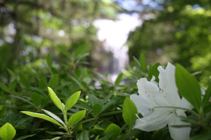 松ヶ池公園（白つつじ公園）の写真13