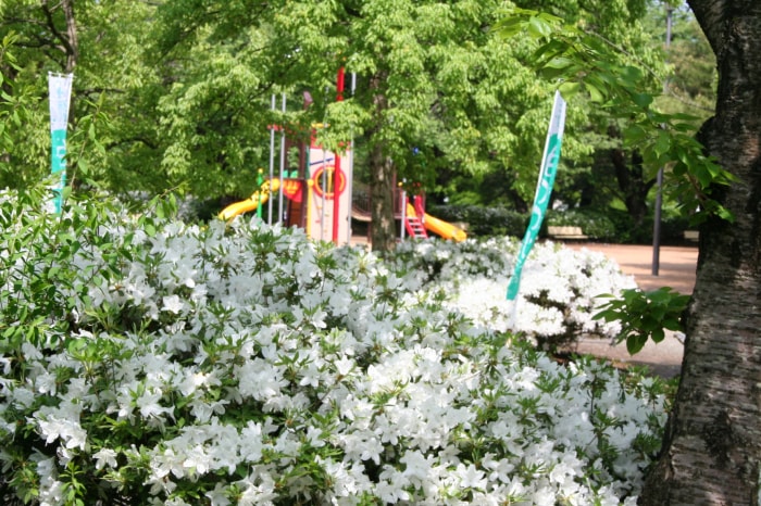 松ヶ池公園（白つつじ公園）の写真14