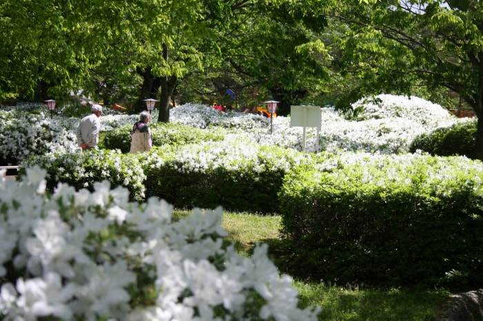 松ヶ池公園（白つつじ公園）の写真15