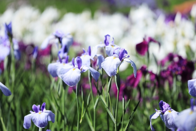 あやめ公園の写真3