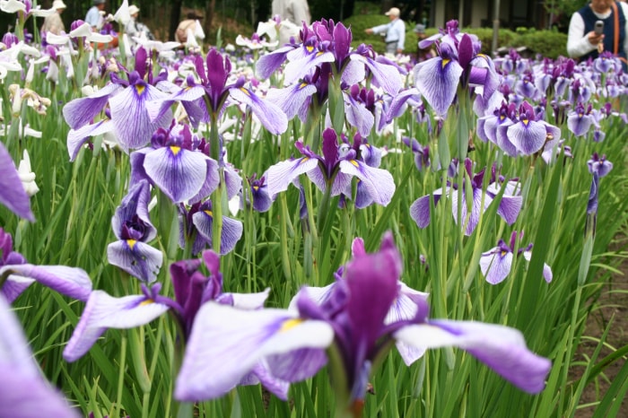 あやめ公園の写真6