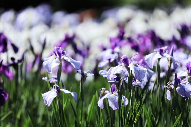 あやめ公園の写真9