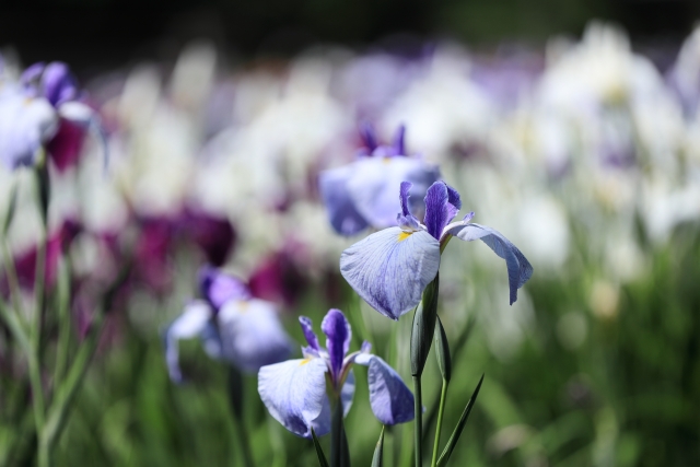 あやめ公園の写真10