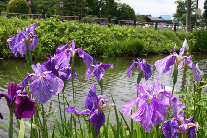 あやめ公園の写真11