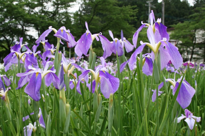 あやめ公園の写真13