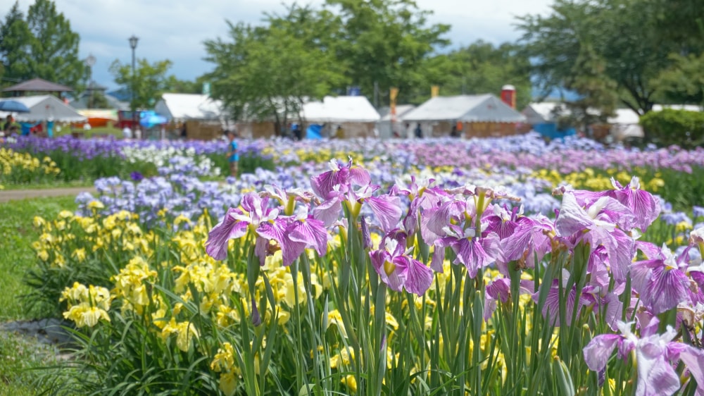 浅舞公園の写真3