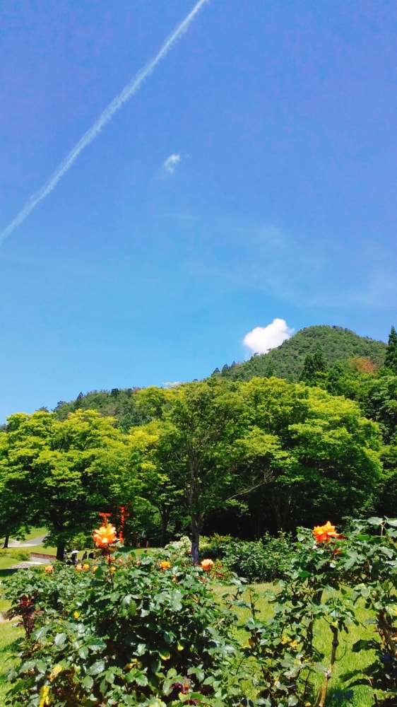 東沢バラ公園の写真2